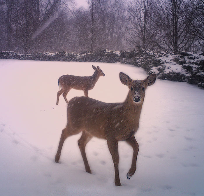 01-26-2014--deer2