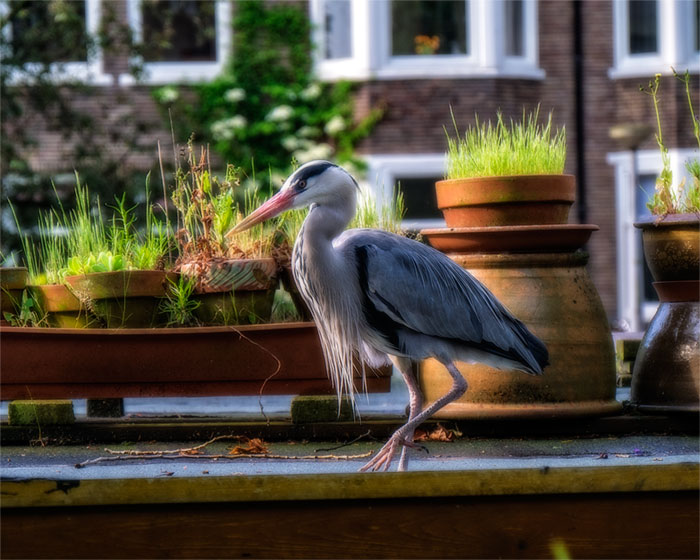 heron