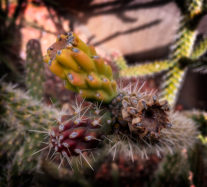 cactus