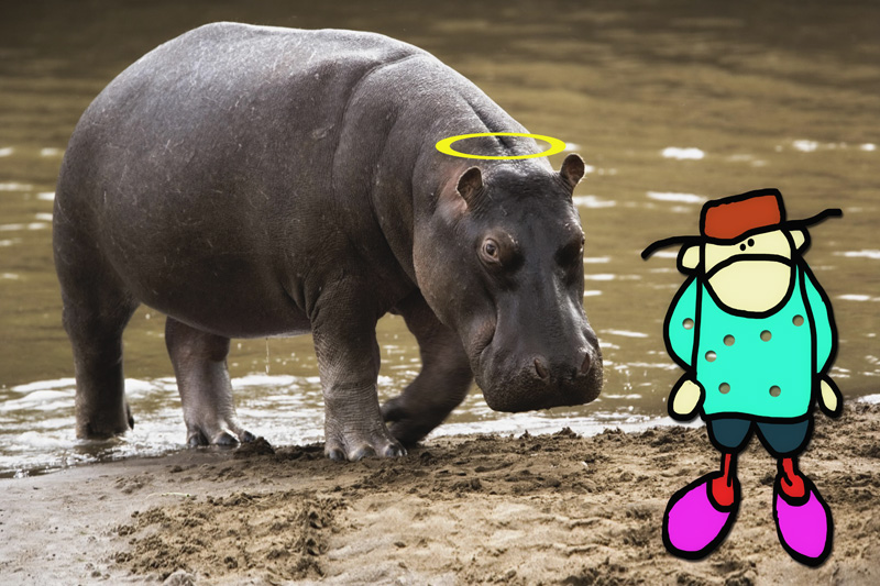 hippos